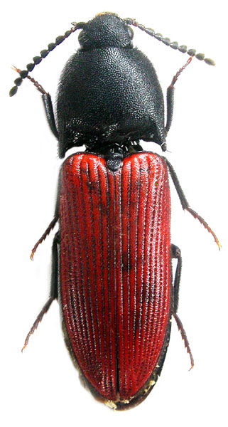 Ampedus lusitanicus