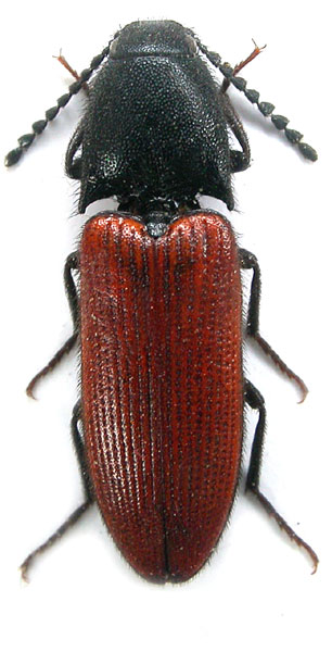 Ampedus mantici