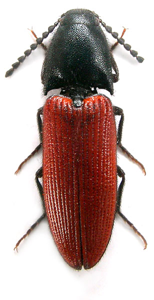 Ampedus mantici