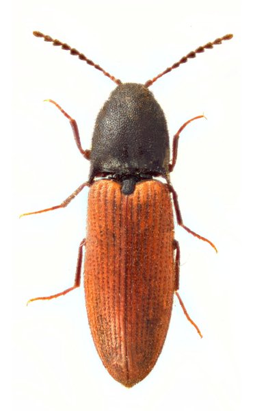 Ampedus maroccanus