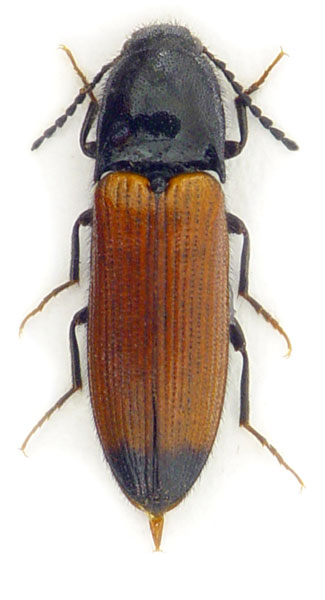 Ampedus melanurus