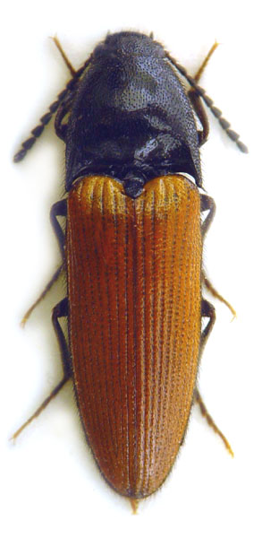 Ampedus nemoralis