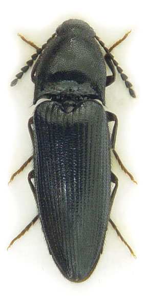 Ampedus nigerrimus