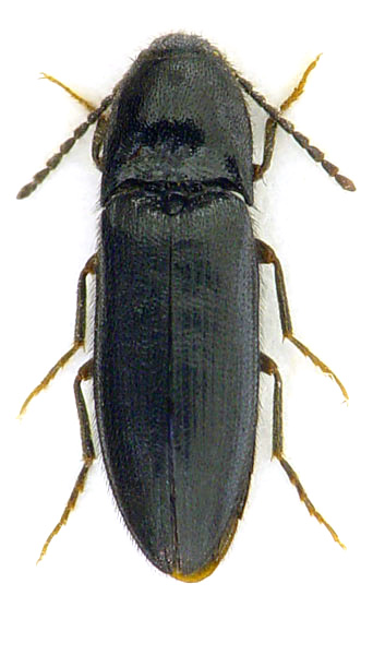 Ampedus nigrinus