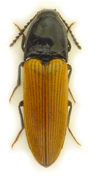 Ampedus nigroflavus