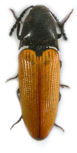 Ampedus ochropterus