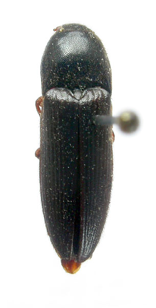 Ampedus pallipes