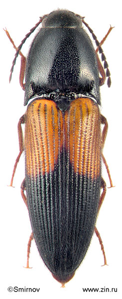 Ampedus patricius