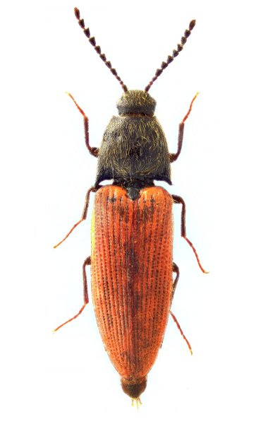 Ampedus percicus