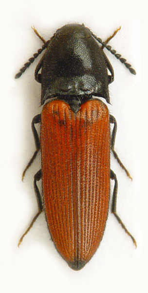 Ampedus pomonae