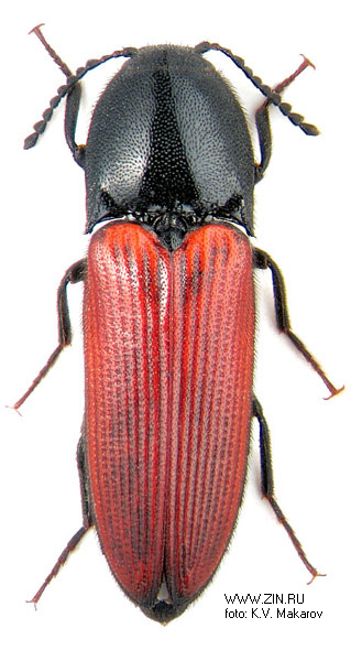 Ampedus pomonae