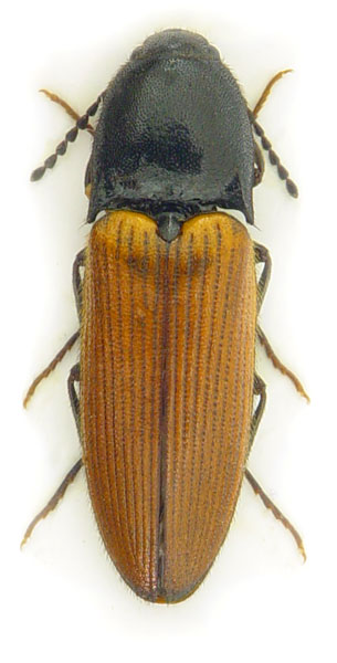 Ampedus pomorum