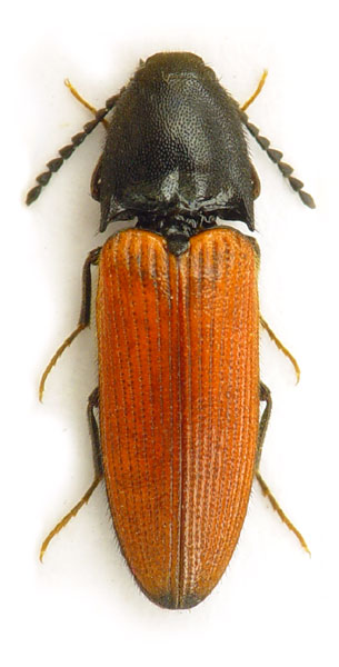 Ampedus praeustus