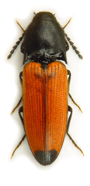 Ampedus praeustus