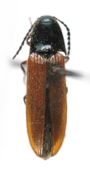 Ampedus procerus