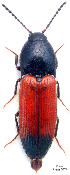 Ampedus pulcher