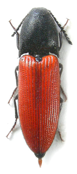 Ampedus punctatus