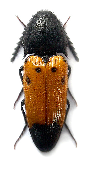 Ampedus quadrisignatus