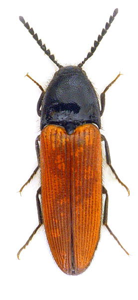 Ampedus quercicola