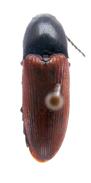 Ampedus rabusculus