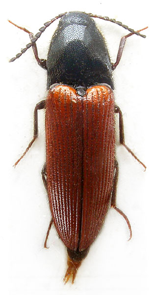 Ampedus robustus