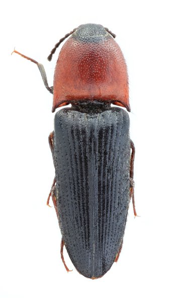 Ampedus ruficollis