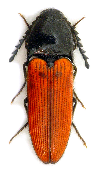 Ampedus rufipennis