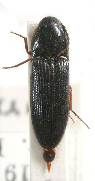 Ampedus rufipes