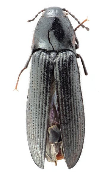 Ampedus rufolateralis