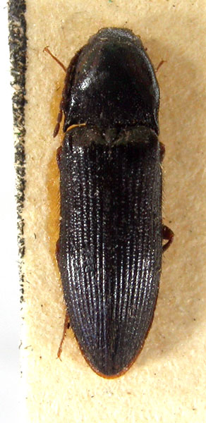 Ampedus saghaliensis