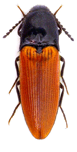 Ampedus sanguineus