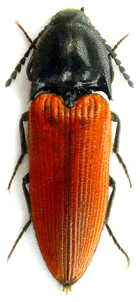 Ampedus sanguineus