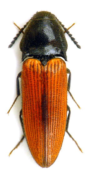 Ampedus sanguinolentus