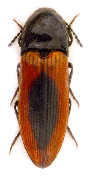 Ampedus sanguinolentus