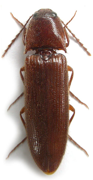 Ampedus saroveci