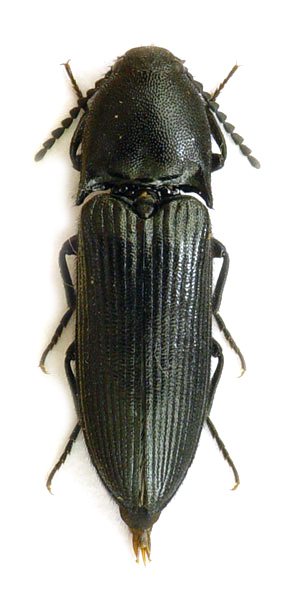 Ampedus scrofa