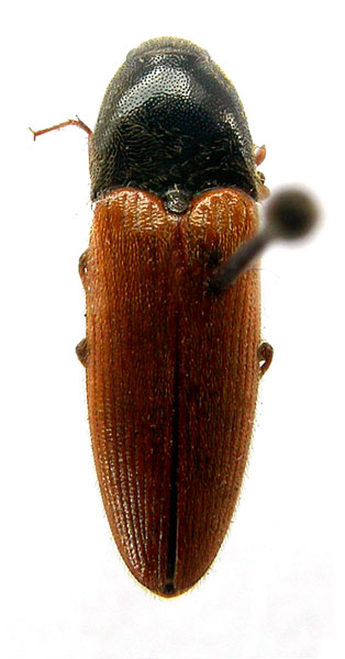 Ampedus serenus