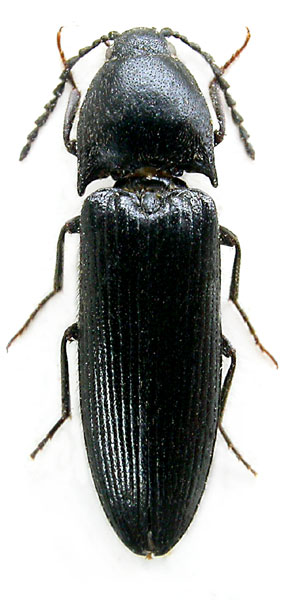 Ampedus shimianensis