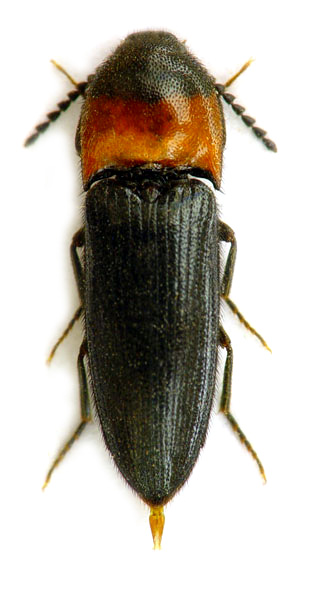 Ampedus sinuatus