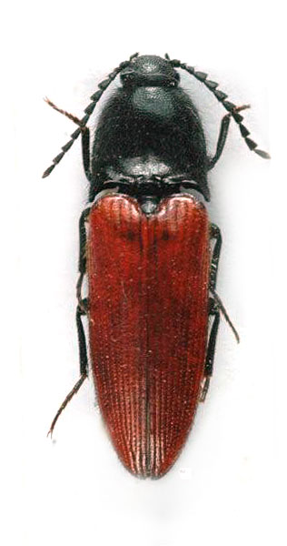 Ampedus sofiae