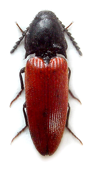 Ampedus talamellii