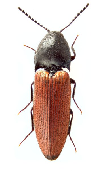 Ampedus tibetanus