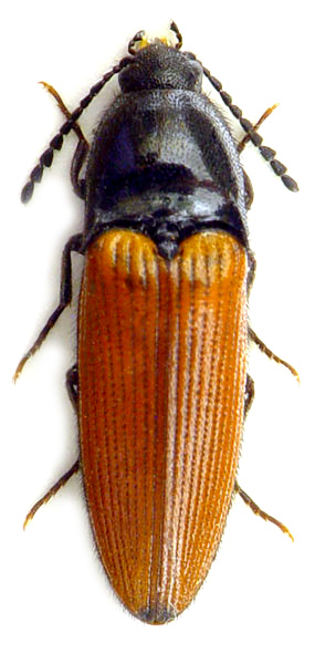 Ampedus triangulum