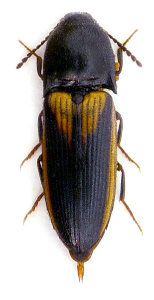 Ampedus tristis