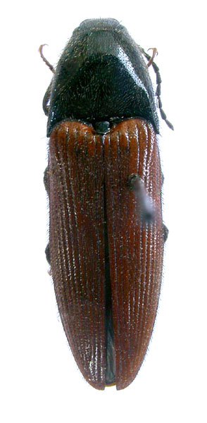 Ampedus trossulus