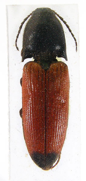 Ampedus turkmenicus