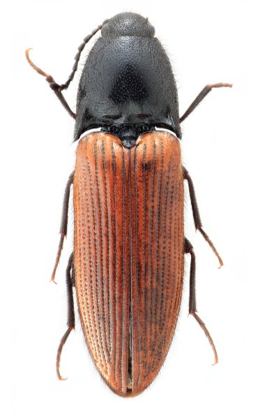 Ampedus zhangtiaoshanus