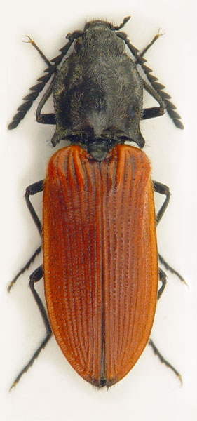 Anostirus alexandri