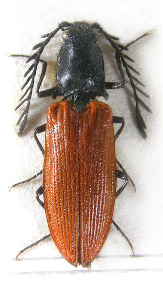 Anostirus alexandri