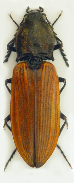 Anostirus atropilosus